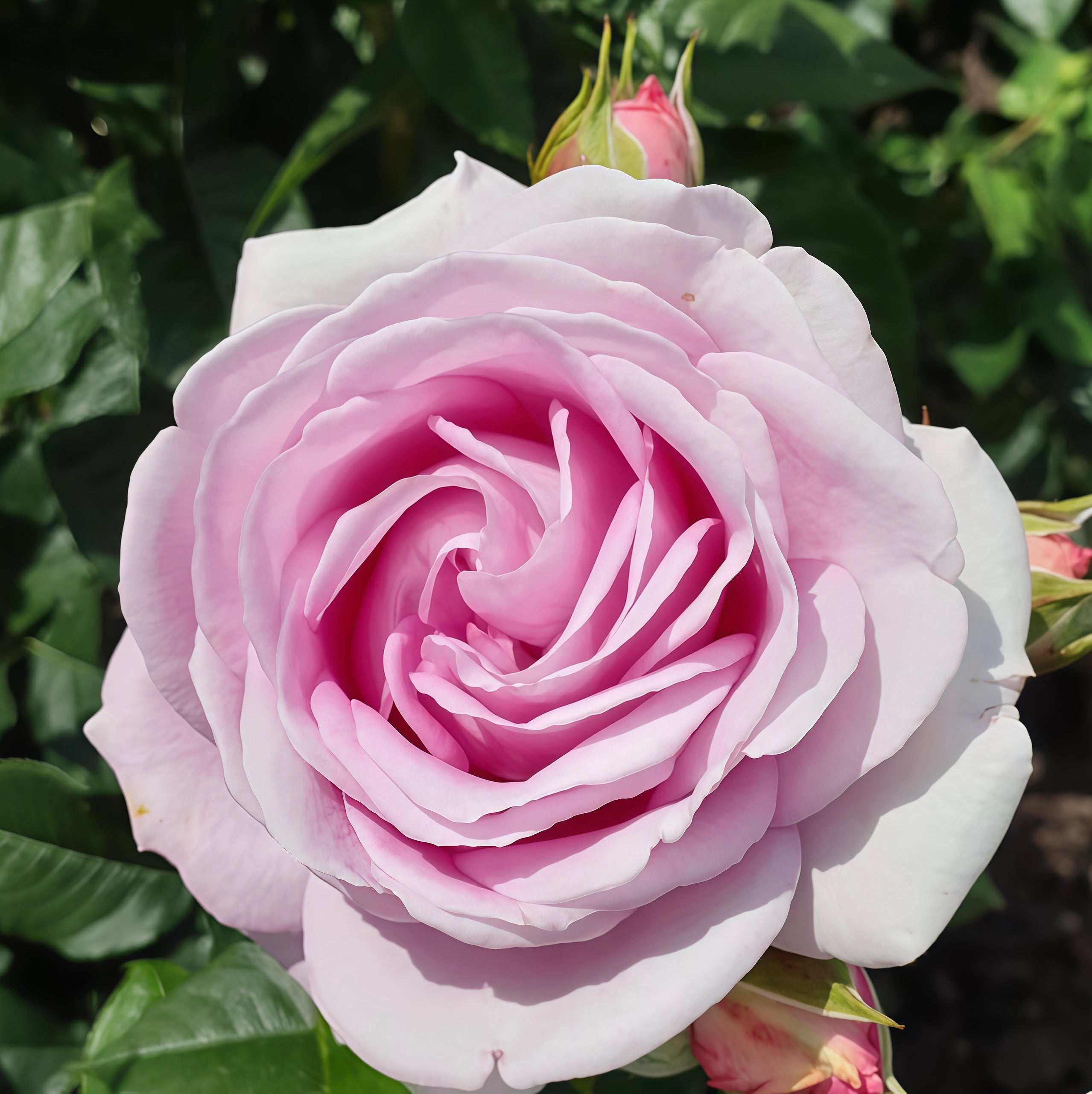 Japanese Roses – Page 2 – Ergongzy Roses
