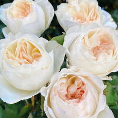 Creamy Rose|Chinese Cut Rose