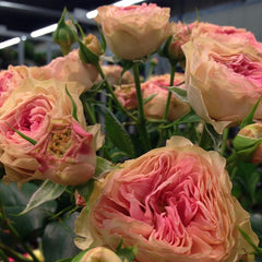 Rosa Loves Me -Two Times-爱我几何|Danish cut roses