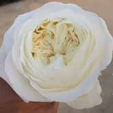 Creamy Rose|Chinese Cut Rose
