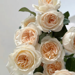 Creamy Rose|Chinese Cut Rose