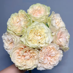 Mayra's Green Rose-绿色梅拉|Spain Cut Rose