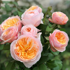 AUSjameson Rose