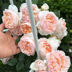 AUSsaucer rose|own root|1 Gallon Plant