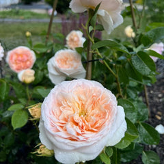 AUSsaucer rose|own root|1 Gallon Plant
