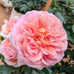 Abraham Darby