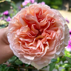 Abraham Darby