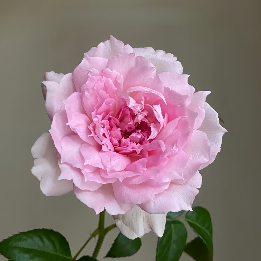 Ajourée Rose