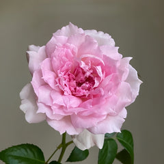 Ajourée Rose