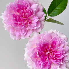 Ajourée Rose