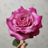 All Four Love Rose