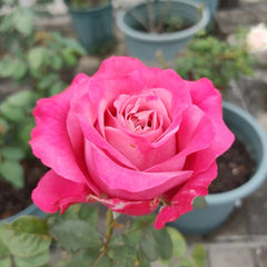All Four Love Rose