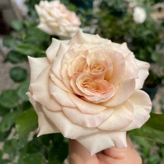 Alles Rose-光之翼|Japanese Shrub Rose