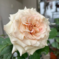 Alles Rose-光之翼|Japanese Shrub Rose