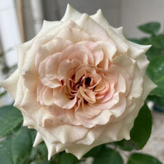 Alles Rose-光之翼|Japanese Shrub Rose
