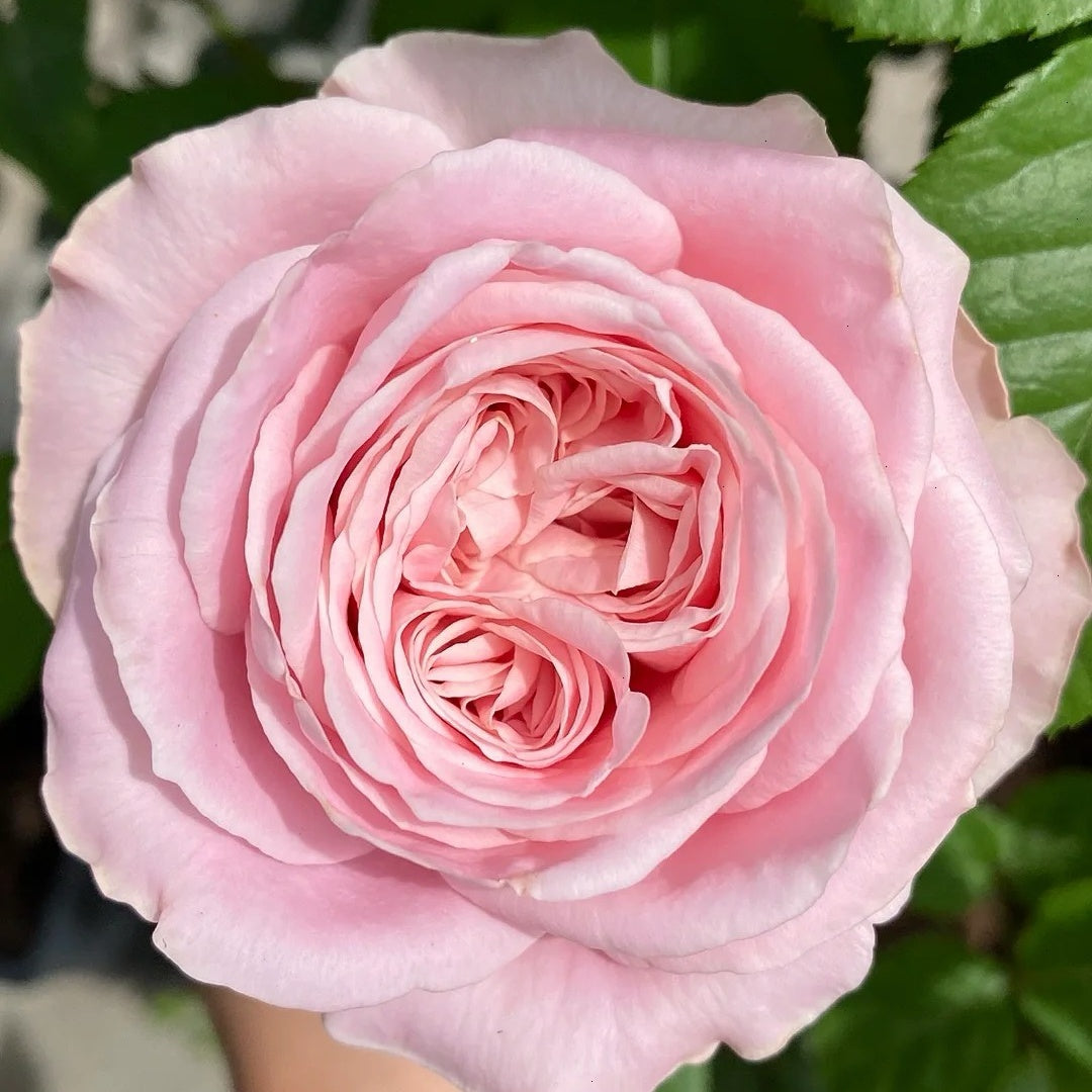 All four boughet Rose