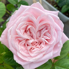 All four boughet Rose