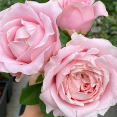 All four boughet Rose