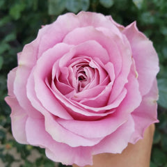 All four boughet Rose