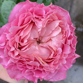 All four cherry blossoms