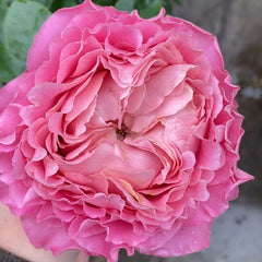 All four cherry blossoms