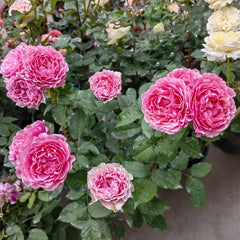 All four cherry blossoms