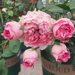 All four cherry blossoms