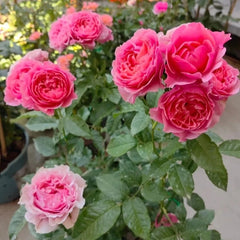 All four cherry blossoms