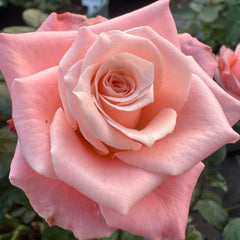 Almond Nougat Rose
