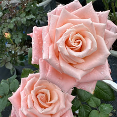 Almond Nougat Rose