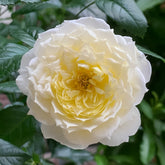 Amnesty International Rose