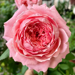 Anne-Sophie Pic rose