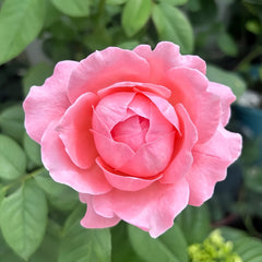 Anne-Sophie Pic rose