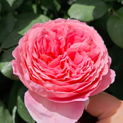 Anne-Sophie Pic rose