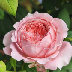 Anne-Sophie Pic rose