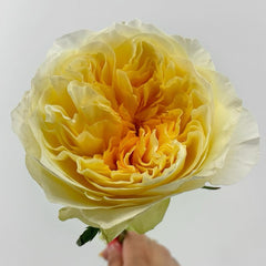 Antonia Garden Rose