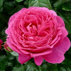 Anuschka Rose