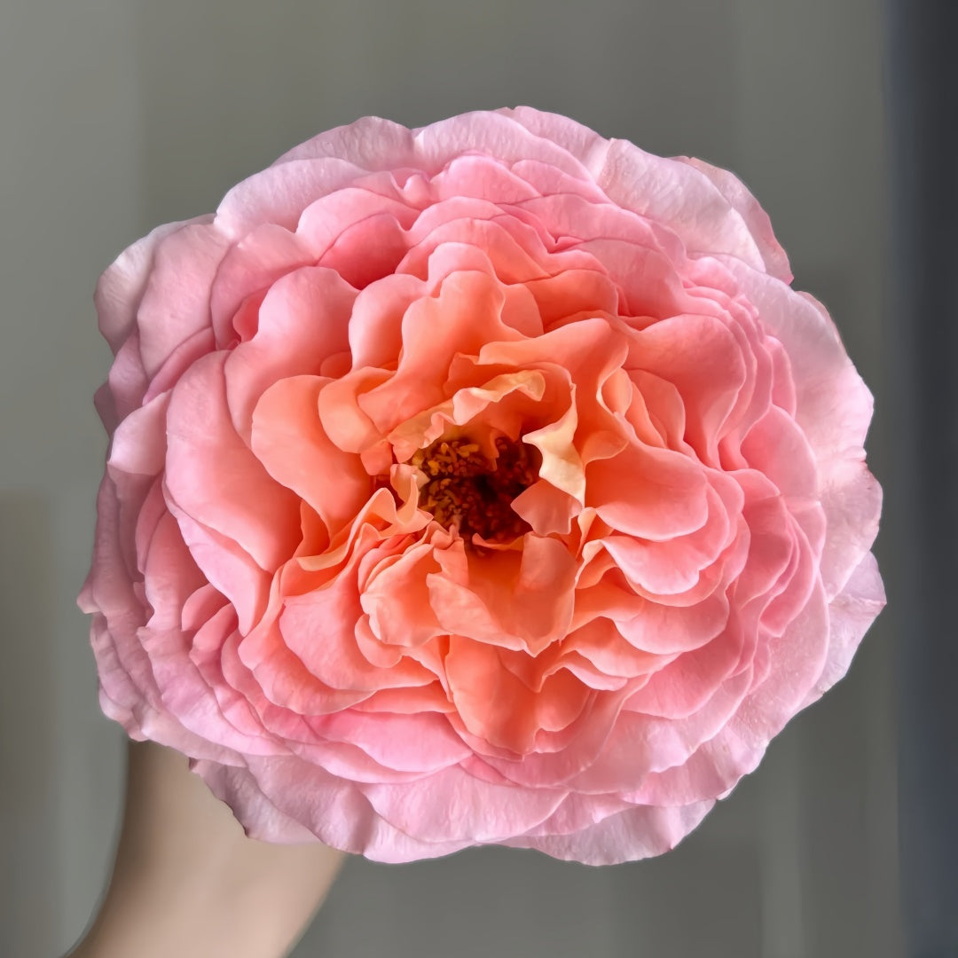 Augusta Luise Rose-奥古斯塔路易斯｜Germany Shrub Rose