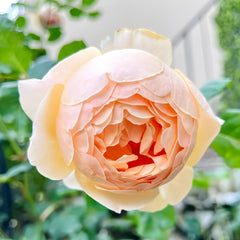 Ausjo rose