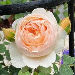 Ausjo rose