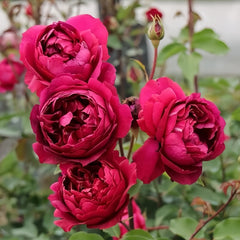 Autumn Rouge Rose