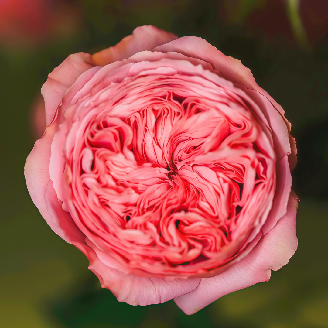 Bella trendsetter rose