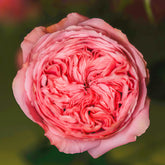 Bella trendsetter rose