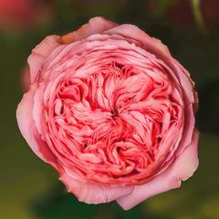 Bella trendsetter rose