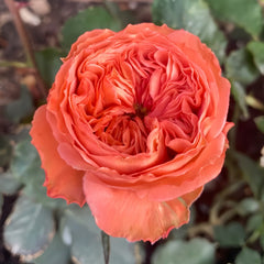 Bella trendsetter rose