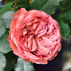 Bella trendsetter rose