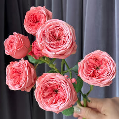 Bella trendsetter rose