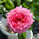Bernadette Lafont Rose