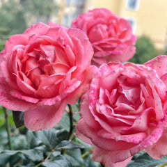 Bijou Corail Rose