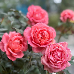 Bijou Corail Rose
